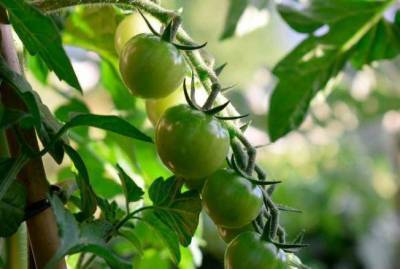 Как вырастить много томатов в «окопе»: ленивый способ