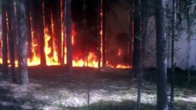 Борьбу с лесными пожарами сейчас ведут сразу в нескольких российских регионах