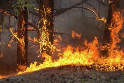 На борьбу с лесными пожарами будут выделены еще 3,5 млрд руб.
