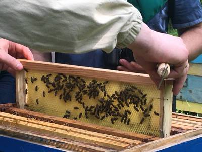 На Николаевщине более 70% органических производителей занимаются пчеловодством