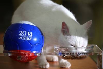Эрмитажный кот Ахилл будет предсказывать матчи на Евро-2020