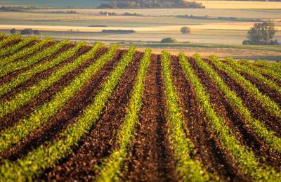 Аграриям рассказали об эффективной защите кукурузы