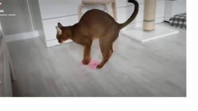 Петербургская кошка Алиса моет полы и учит этому своих котят