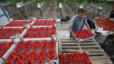 В Крыму начался сбор садовой земляники