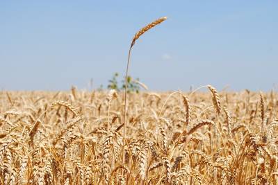 Яровой пшеницы в Липецкой области посадили в два раза больше запланированного