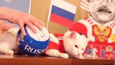 Эрмитажный кот Ахилл будет "работать" во время Евро-2020