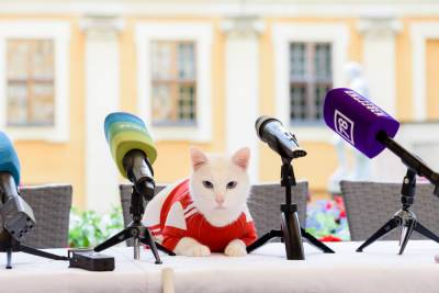 Эрмитажный кот Ахилл согласился стать оракулом на Евро-2020