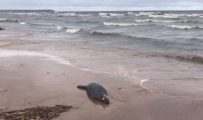 Десятки мертвых тюленей выбросило на берег Финского залива: они задохнулись в рыбацких ловушках