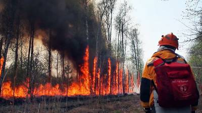 На борьбу с лесными пожарами дополнительно выделят 3 млрд рублей