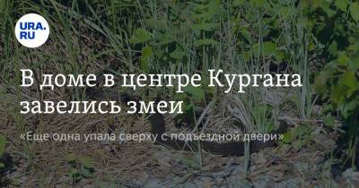 В доме в центре Кургана завелись змеи. «Еще одна упала сверху с подъездной двери»