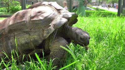 Сухопутные черепахи переехали в летний вольер Московского зоопарка