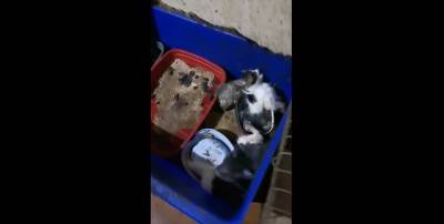 В Одессе коробочник приносили домой котят и морили их голодом - видео - ТЕЛЕГРАФ