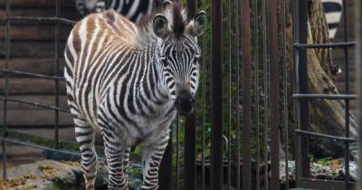 Директор Калининградского зоопарка предупредила об опасных особенностях зебр