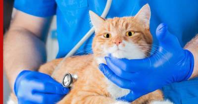 О смертельно опасном для кошек другом коронавирусе рассказала ветеринар