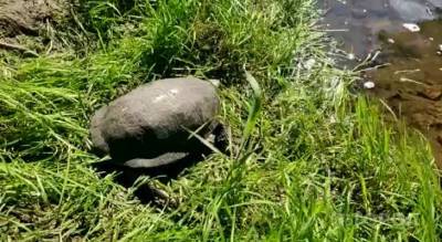 Рыбаки из Чувашии неожиданно повстречались с черепахой: "Живем тут больше 40 лет и никогда не видели"