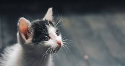 В Одессе от продавцов-живодеров спасли котят: из 62 в живых осталось меньше половины