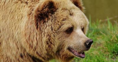 В Ивано-Франковской области спортсмен во время пробежки встретился с медведем: как мужчине удалось спастись