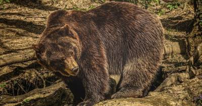 Нападают на коров, свиней и ульи: лесники Франковской области призвали не ходить в лес из-за бурых медведей