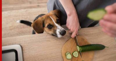 Какими продуктами со стола можно кормить собаку, рассказали эксперты