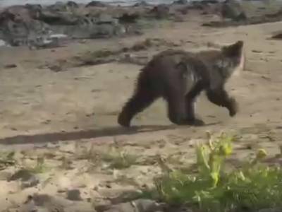 Южноуралец привел на городской пляж медвежонка