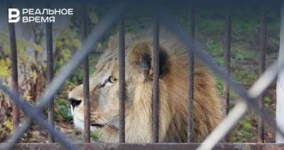 В Челнах прокуратура выявила нарушения правил содержания животных в передвижном зоопарке