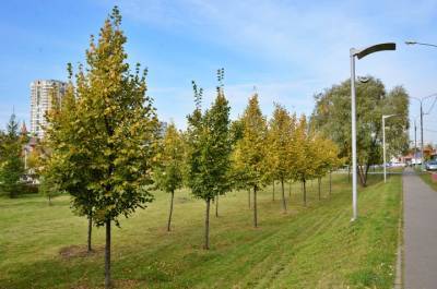 Качество более чем 10 тысяч деревьев исследуют в Москве в 2021 году