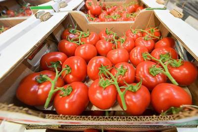 Россельхознадзор одобрил импорт томатов с пяти предприятий Азербайджана