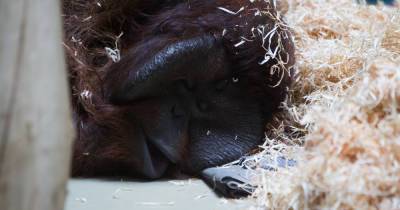 «Антон менее общительный, чем Бенджамин»: директор Калининградского зоопарка — о характере нового орангутана