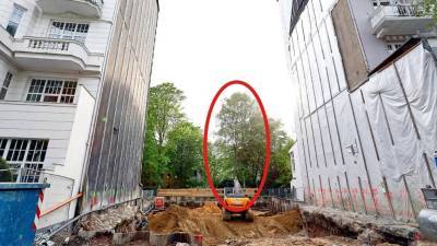 «Мой враг – дерево»: жители Гамбурга уже четыре года судятся из-за кленов