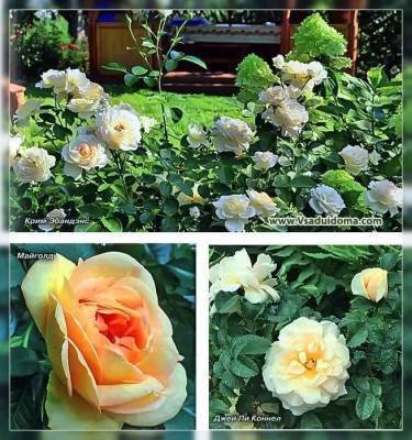 Сорта ранних роз – фото, название + описание