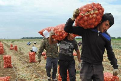 Мигранты устроили войну с фермерами за зарплаты