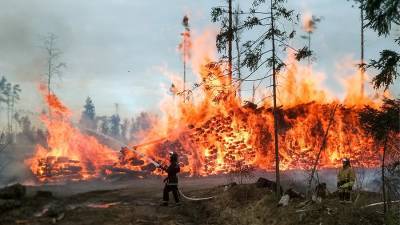 В Подмосковье число лесных пожаров снизилось более чем в два раза за год