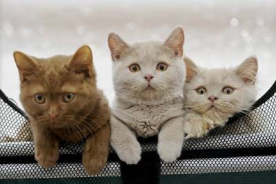 Экзотерики рассказали, что окрас кошек способен влиять на жизнь хозяев