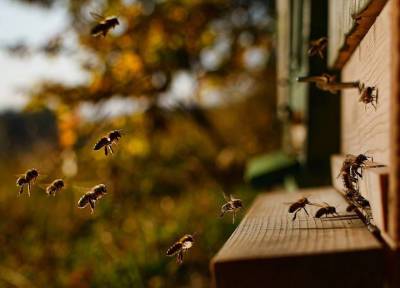 Эффективные способы защитить жилье от насекомых: десять правил - и никто не жужжит