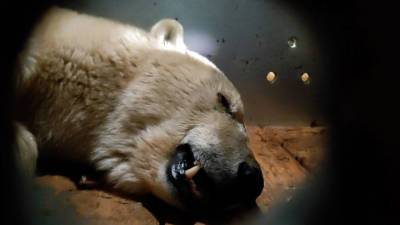 Вести в 20:00. Полет прошел нормально: судьбу медведицы из Якутии решит специальная рабочая группа