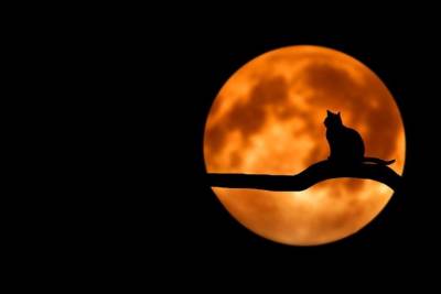 Астролог рассказала, что ждать от «кровавой Луны»