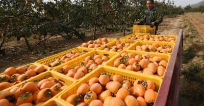 ФОТО: Как в Китае собирают хурму – фрукт, который может навредить человеку (1)