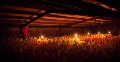 ФОТО: Почему в Англии ревень собирают при свечах (1)
