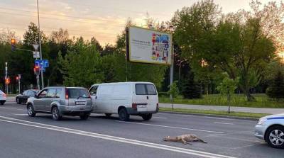 В Минске под колеса автомобиля "Ниссан" попала косуля