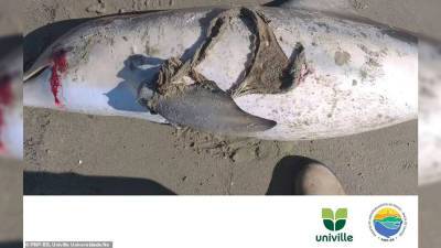 В Бразилии дельфин умер, запутавшись в женском нижнем белье