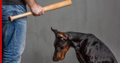 Зверские правила: почему закон об ответственном обращении с животными на практике не работает
