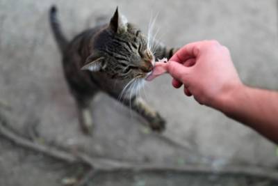 В Одессе злоумышленники заморили голодом почти 40 котят