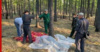 Помощь в борьбе с уничтожающими леса гусеницами попросили в Якутии