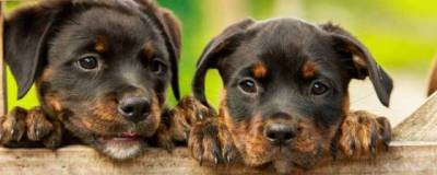 В Великобритании собак научили обнаруживать коронавирус
