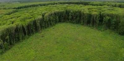 На Полтавщине незаконно вырубили сотни деревьев