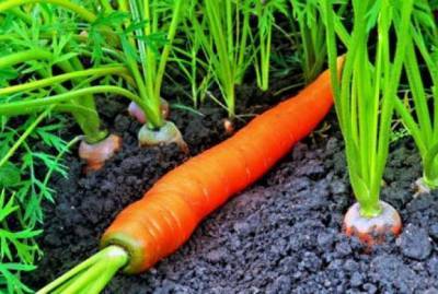 Как сеять морковь