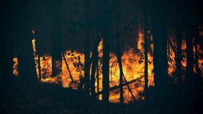 Площадь лесных пожаров в России за сутки сократилась на 20%