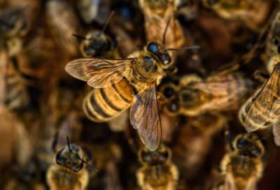 Коммунальщики спасли пенсионерку от роя пчёл в Ломоносовском районе