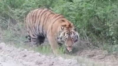 В Приморье местные жители увидели тигра и решили его накормить