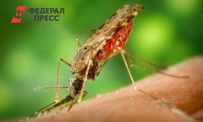 Россиянам объяснили, как защититься от укусов комаров